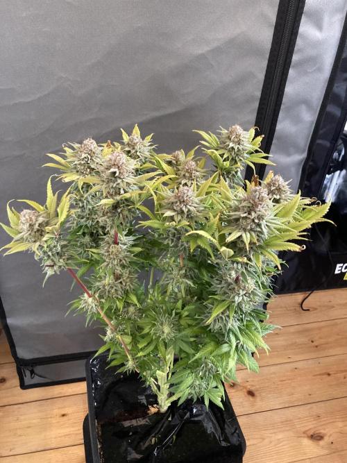 Double Donny Burger by Growers Choice. Week 18