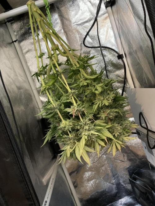 Double Donny Burger by Growers Choice. Week 18