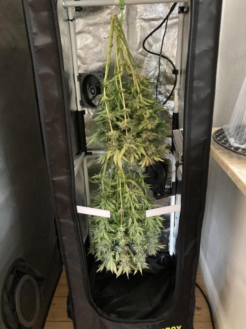 Double Donny Burger by Growers Choice. Week 18