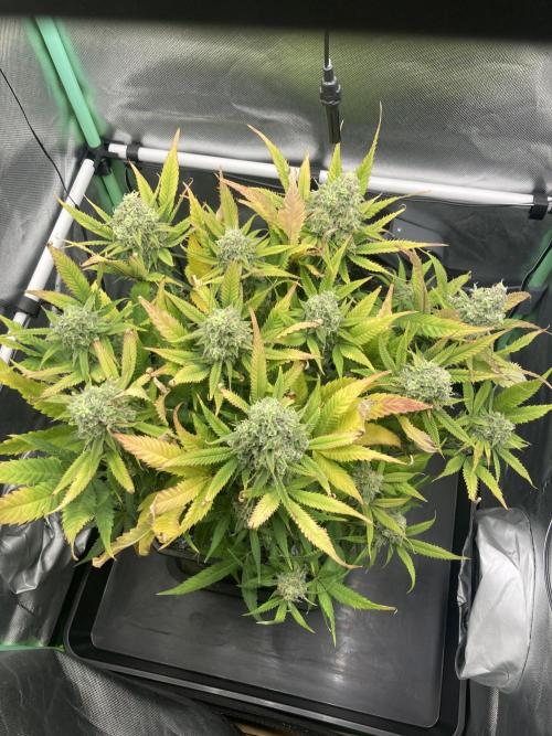 Double Donny Burger by Growers Choice. Week 18