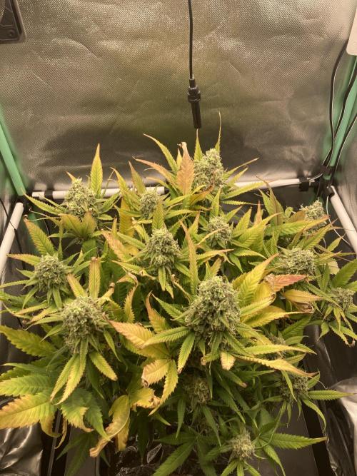 Double Donny Burger by Growers Choice. Week 18