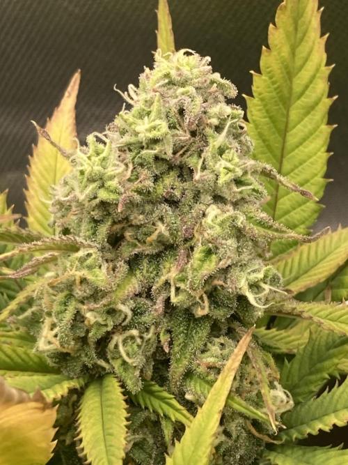 Double Donny Burger by Growers Choice. Week 18