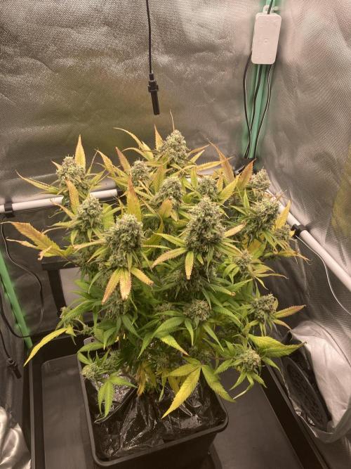 Double Donny Burger by Growers Choice. Week 19