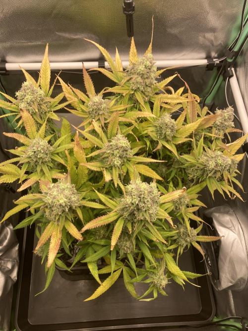 Double Donny Burger by Growers Choice. Week 19