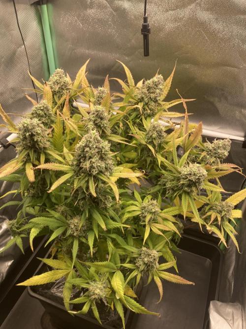 Double Donny Burger by Growers Choice. Week 19