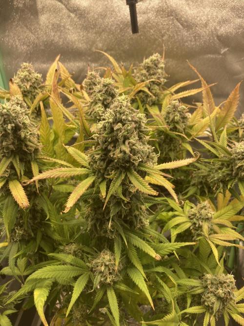 Double Donny Burger by Growers Choice. Week 19
