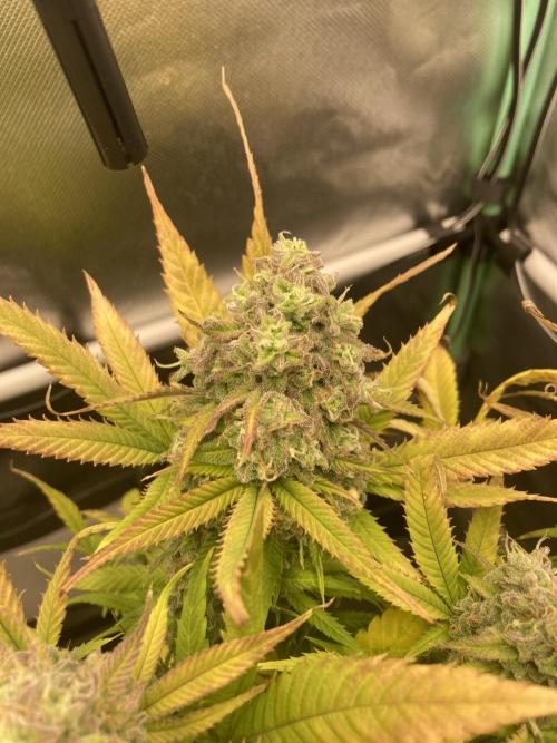 Double Donny Burger by Growers Choice. Week 19