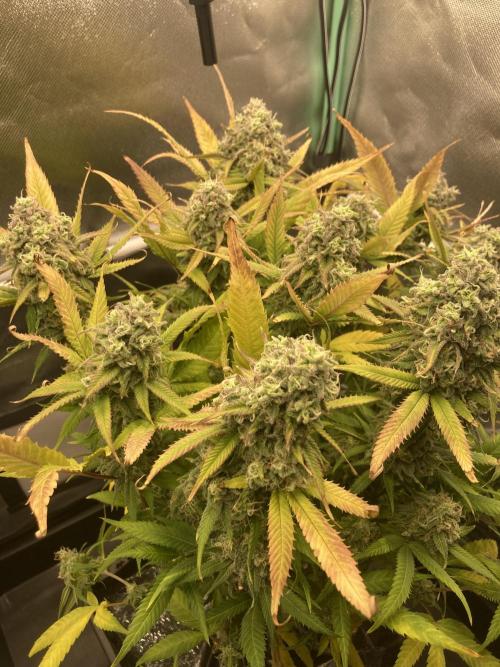 Double Donny Burger by Growers Choice. Week 19