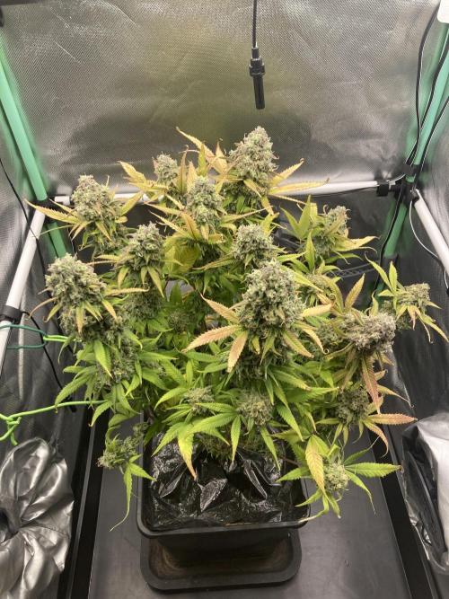 Double Donny Burger by Growers Choice. Week 20