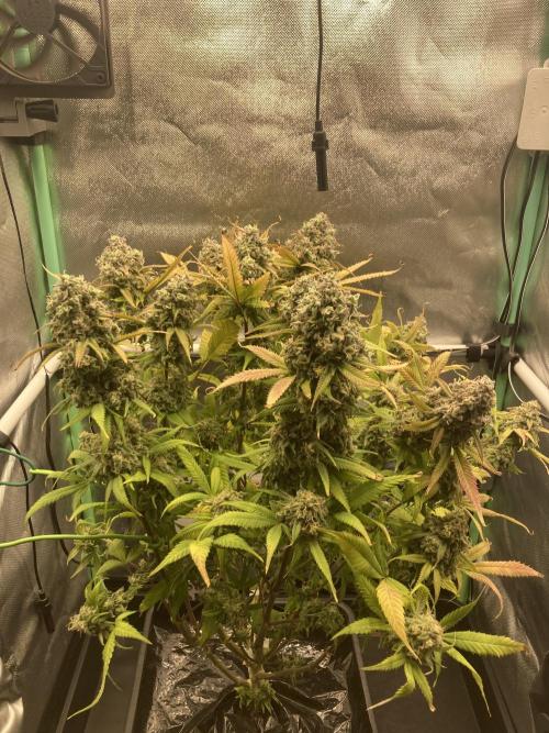 Double Donny Burger by Growers Choice. Week 20