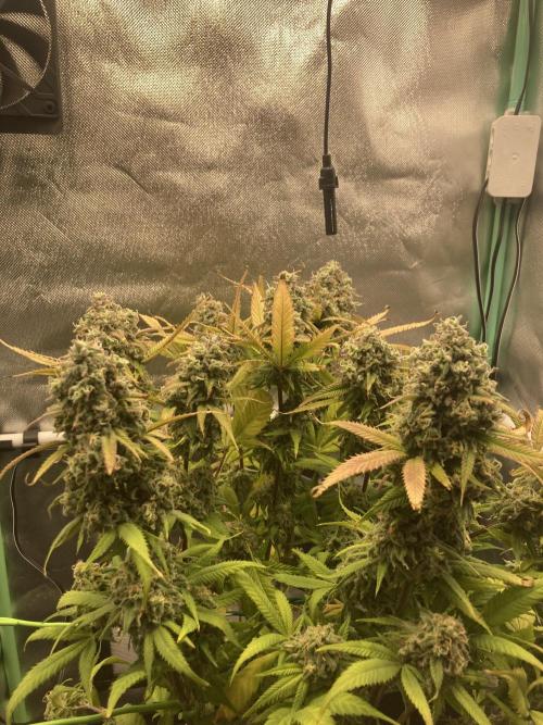 Double Donny Burger by Growers Choice. Week 20