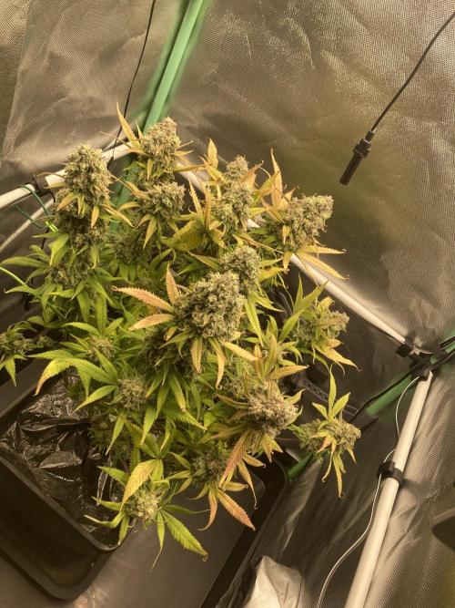 Double Donny Burger by Growers Choice. Week 20