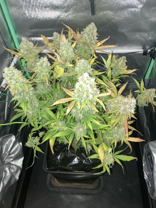 Double Donny Burger by Growers Choice. Week 20