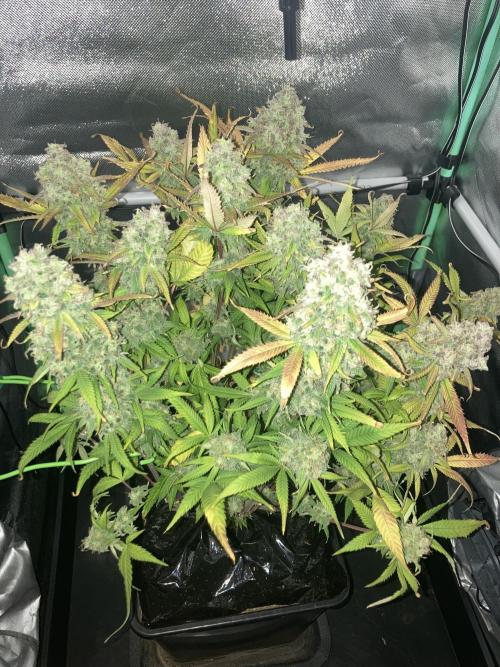 Double Donny Burger by Growers Choice. Week 20