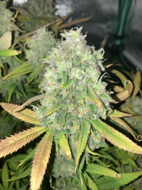 Double Donny Burger by Growers Choice. Week 20
