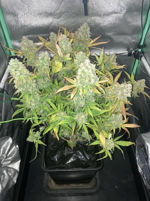 Double Donny Burger. Week 20