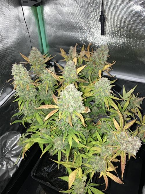 Double Donny Burger by Growers Choice. Week 21
