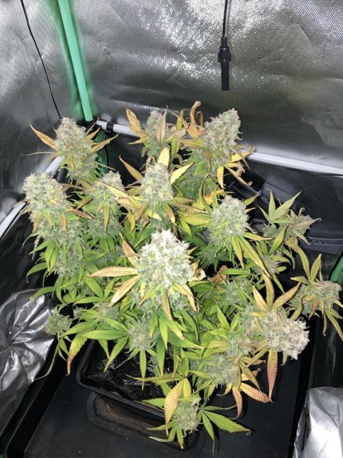 Double Donny Burger by Growers Choice. Week 21