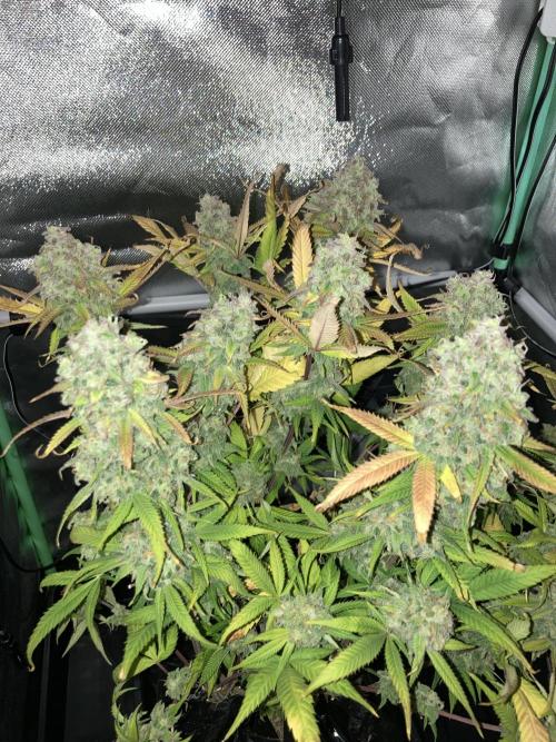 Double Donny Burger by Growers Choice. Week 21