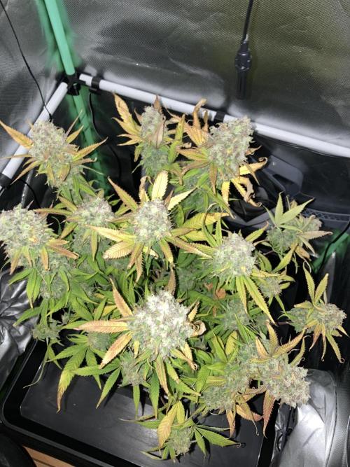 Double Donny Burger by Growers Choice. Week 21