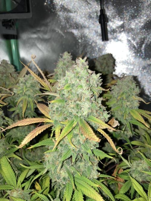 Double Donny Burger by Growers Choice. Week 21