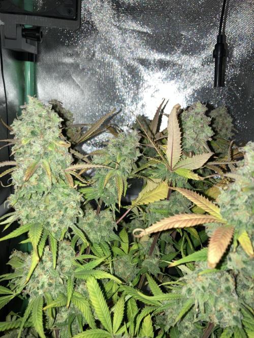 Double Donny Burger by Growers Choice. Week 21