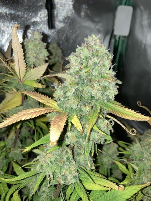 Double Donny Burger by Growers Choice. Week 21
