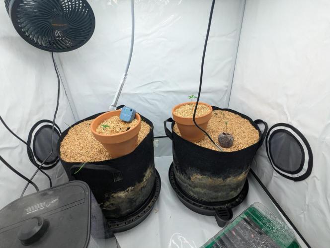 Living Soil Pots 2. Runde. Week 0