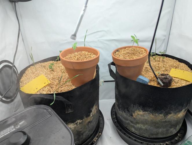 Living Soil Pots 2. Runde. Week 1