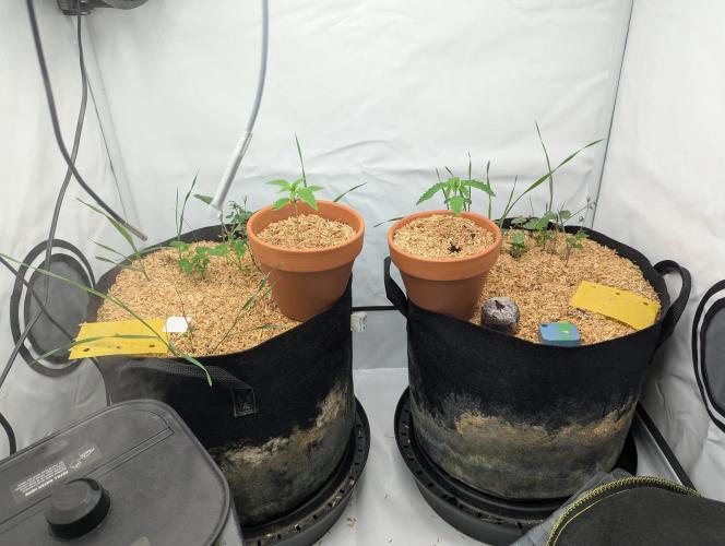 Living Soil Pots 2. Runde. Week 1