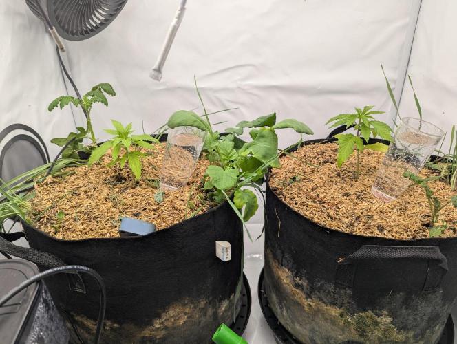 Living Soil Pots 2. Runde. Week 2