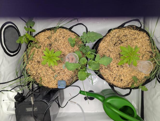 Living Soil Pots 2. Runde. Week 2