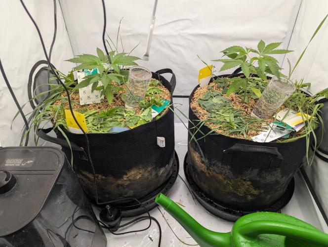 Living Soil Pots 2. Runde. Week 3