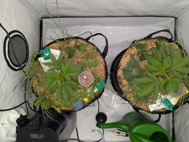 Living Soil Pots 2. Runde. Week 3