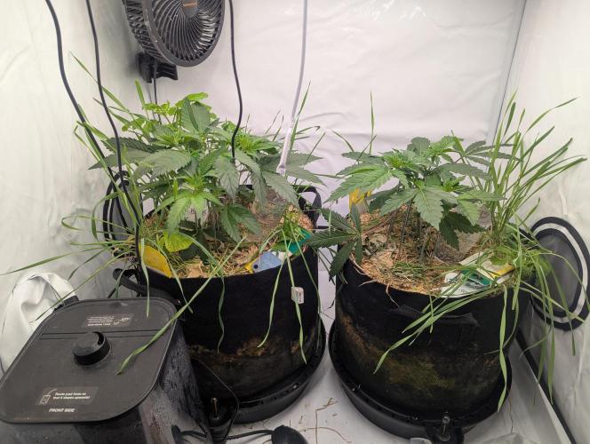 Living Soil Pots 2. Runde. Week 5