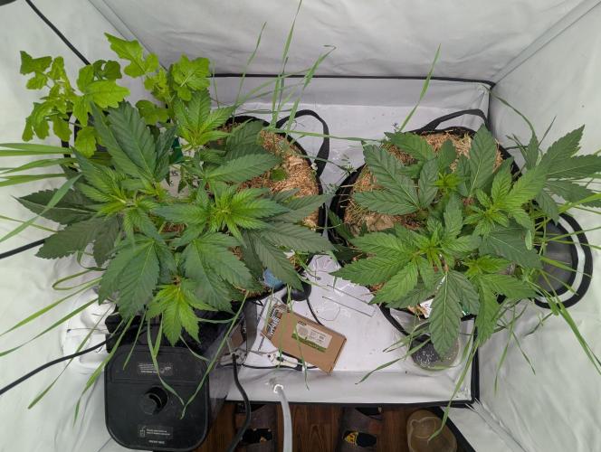 Living Soil Pots 2. Runde. Week 5