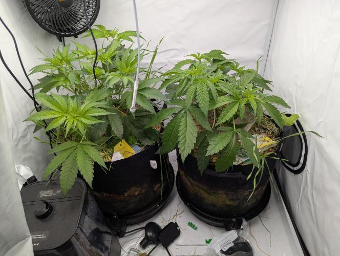 Living Soil Pots 2. Runde. Week 6