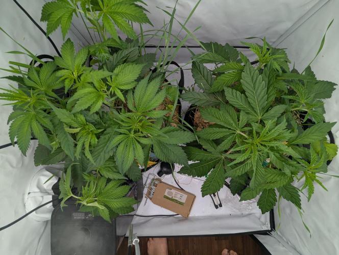 Living Soil Pots 2. Runde. Week 6