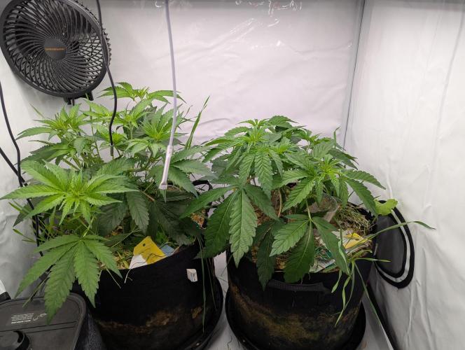 Living Soil Pots 2. Runde. Week 6