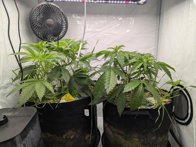 Living Soil Pots 2. Runde. Week 6