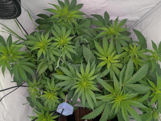 Living Soil Pots 2. Runde. Week 7