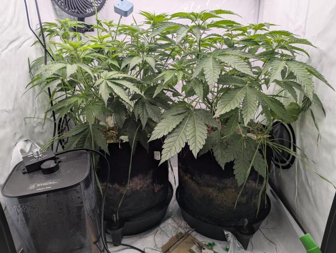 Living Soil Pots 2. Runde. Week 7