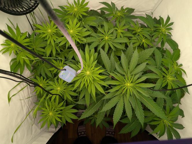 Living Soil Pots 2. Runde. Week 8