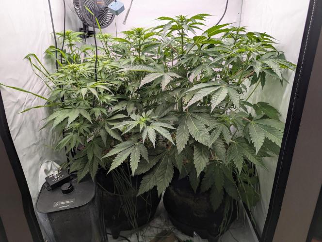 Living Soil Pots 2. Runde. Week 8