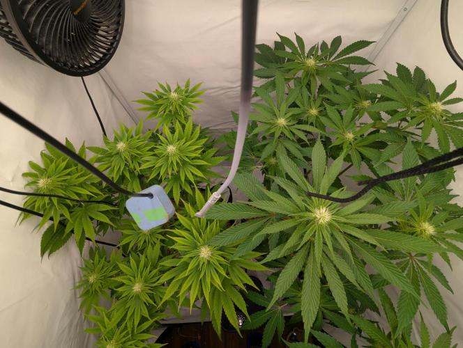 Living Soil Pots 2. Runde. Week 9