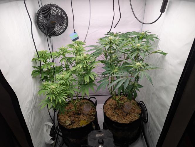 Living Soil Pots 2. Runde. Week 9