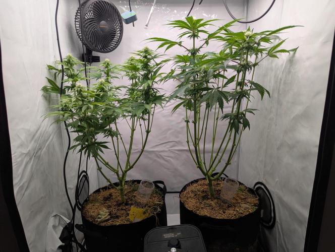 Living Soil Pots 2. Runde. Week 9