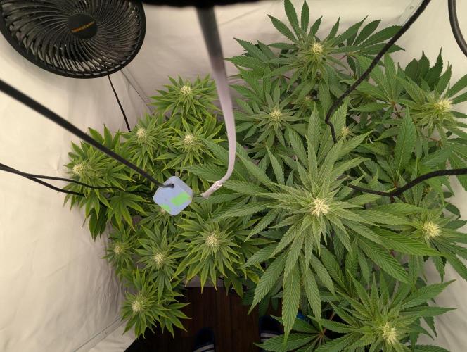 Living Soil Pots 2. Runde. Week 10