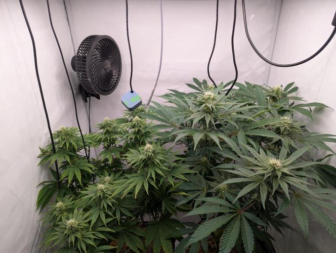 Living Soil Pots 2. Runde. Week 10