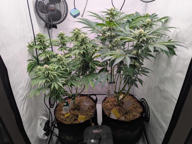 Living Soil Pots 2. Runde. Week 10